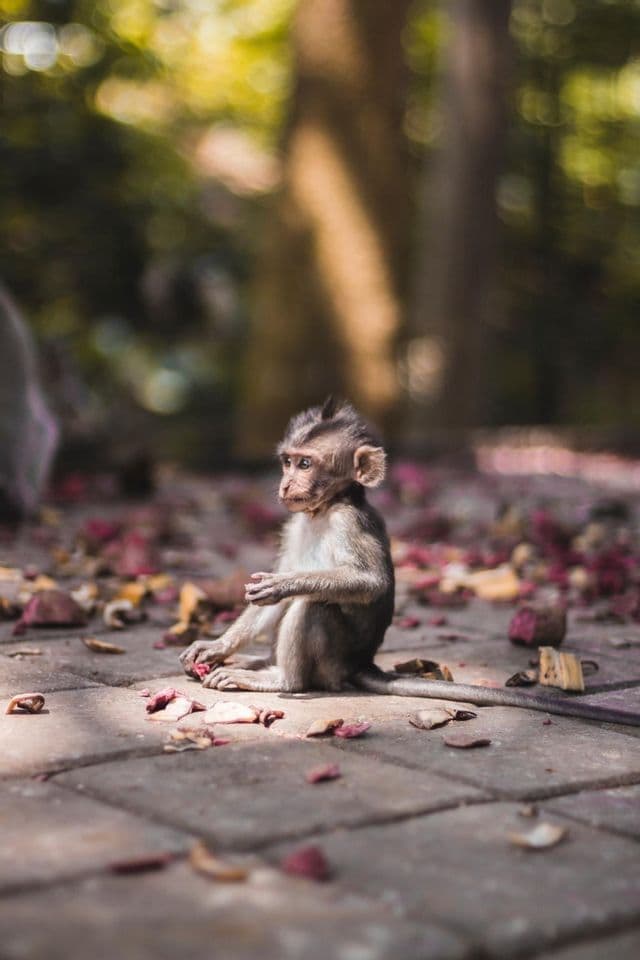 A small baby monkey sits on a stone pavement covered with fallen leaves and petals, looking to the side.