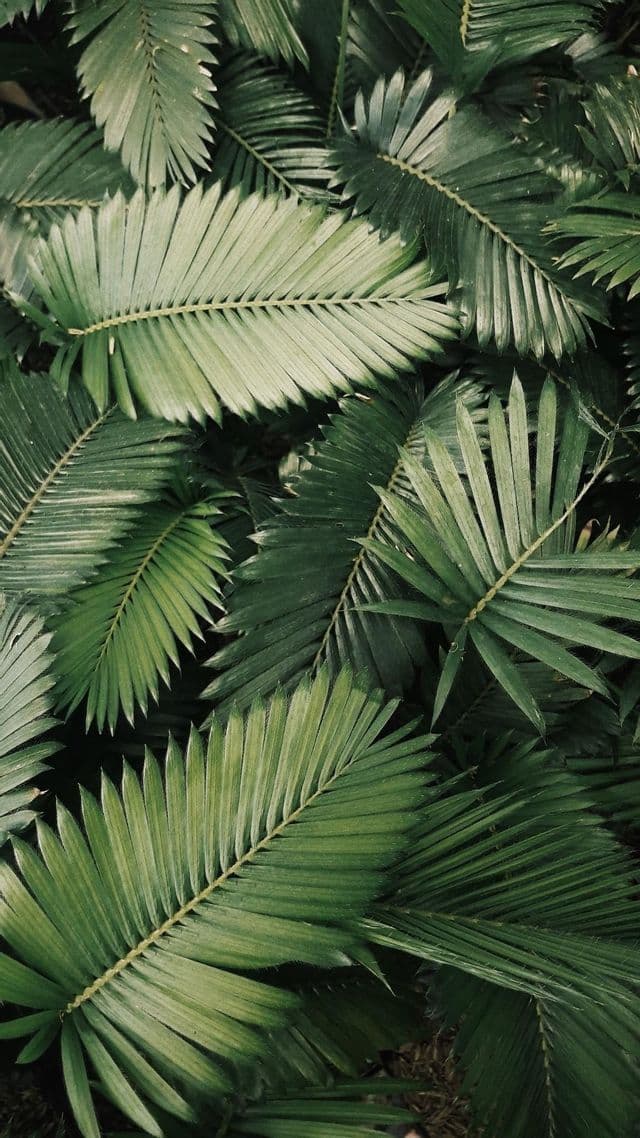 An overhead, close-up shot of lush, overlapping green palm fronds, creating a dense, textured pattern.