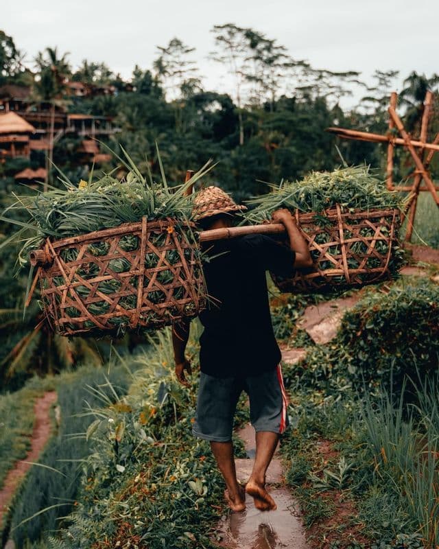 A person in a straw hat, seen from behind, walks barefoot carrying two large woven baskets of grass on a pole across their shoulders.