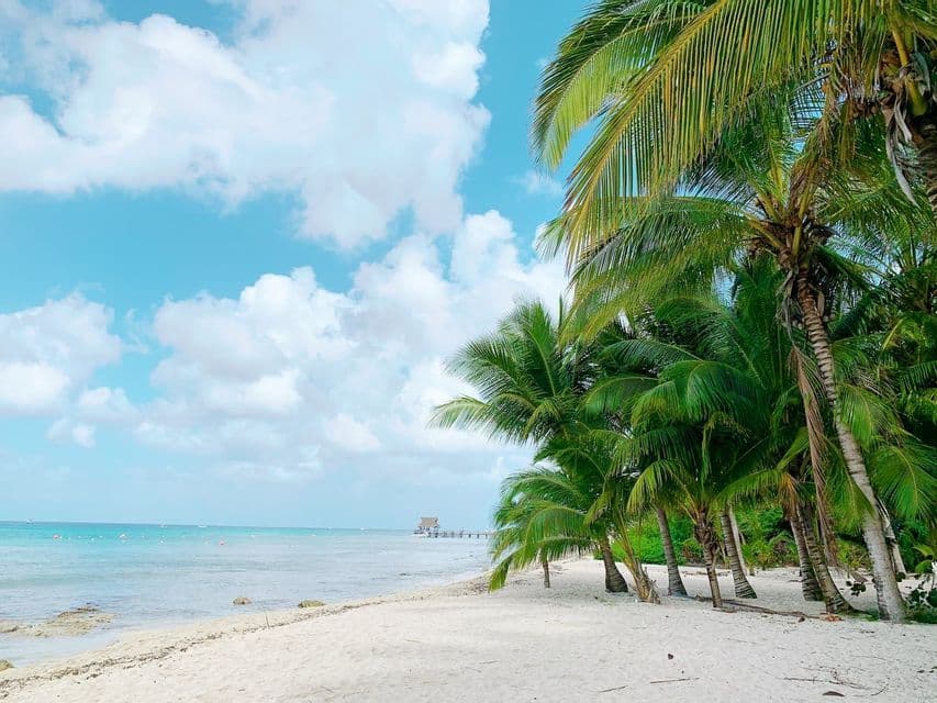 Palm trees grow on a white sand beach next to the turquoise ocean under a blue sky with scattered clouds.
