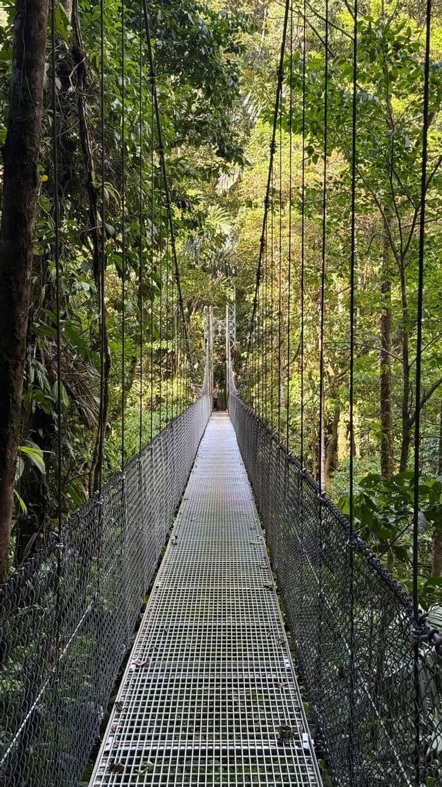 Hanging bridge over the canopy Hanging bridge crossing the rainforest canopy in Costa Rica