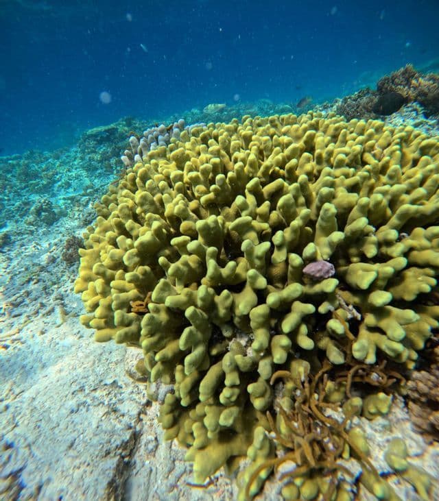 Coral reef Coral reef in clear water, perfect for snorkeling