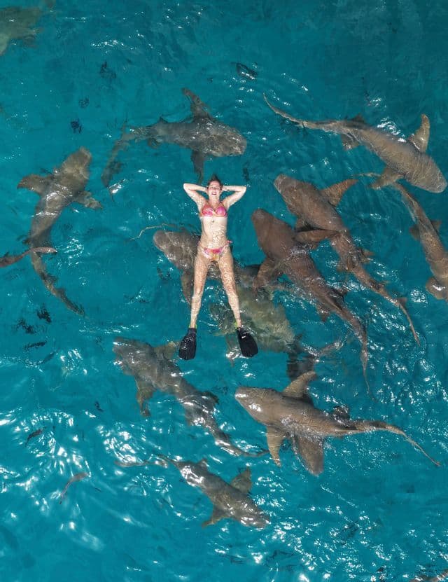 Traveler floating with nurse sharks at Compass Cay, Bahamas
