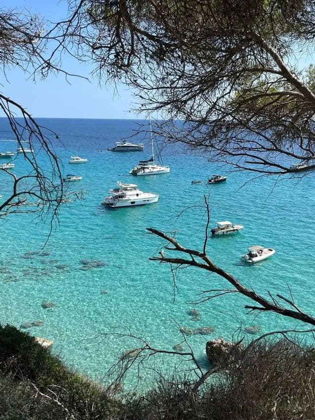 Vue plongeante à travers les branches d'arbres sur plusieurs bateaux et yachts blancs ancrés dans une eau calme et turquoise.