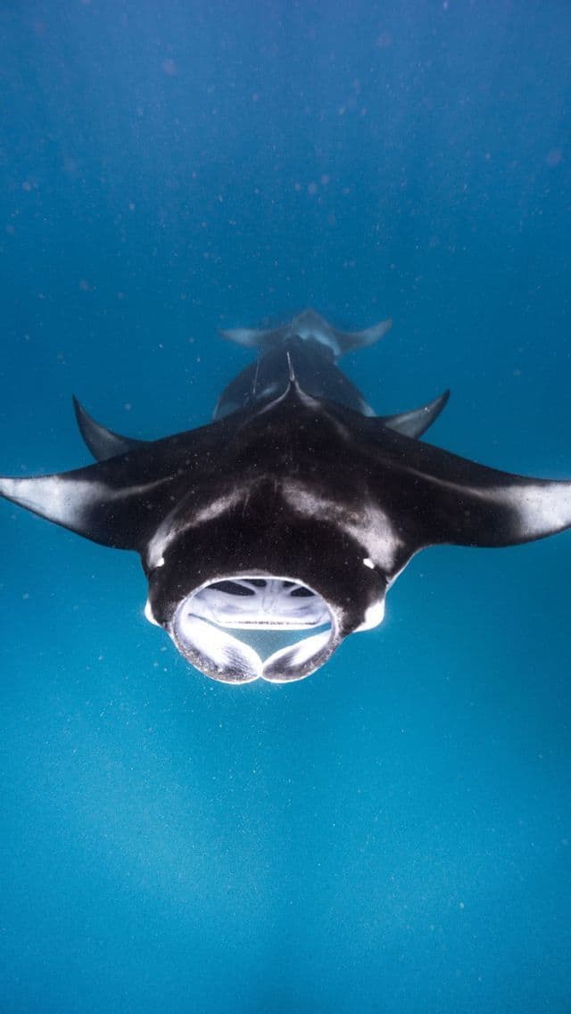 Una grande manta nuota verso la fotocamera con la bocca aperta nelle profonde acque blu, con un'altra sullo sfondo.