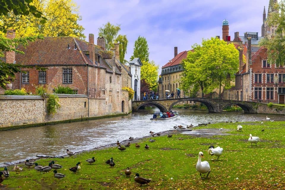 Un barco turístico navega por un canal junto a una orilla cubierta de hierba con cisnes y patos, con un puente de piedra y edificios históricos de ladrillo al fondo.