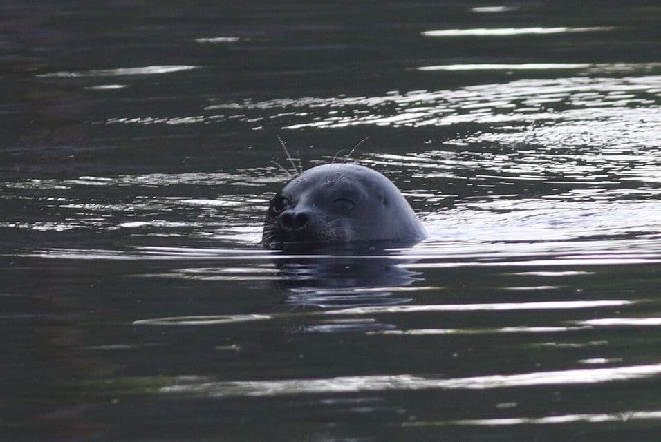 La tête d'un phoque sombre émerge de la surface agitée de l'eau noire, ses moustaches étant visibles.
