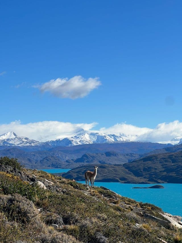 Ein Guanako steht auf einem Hügel mit Blick auf einen türkisfarbenen See und schneebedeckte Berge im Hintergrund, unter einem klaren blauen Himmel.