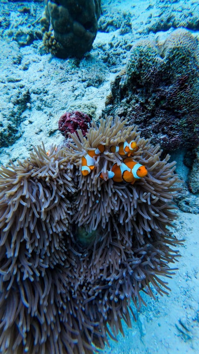 Tre pesci pagliaccio arancioni e bianchi nuotano protetti tra i tentacoli di un anemone di mare su un fondale sabbioso.