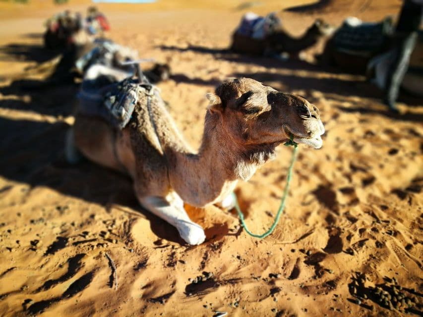Un camello dromedario con silla de montar descansa sobre la arena dorada de un desierto bajo la brillante luz del sol, con otros camellos al fondo.