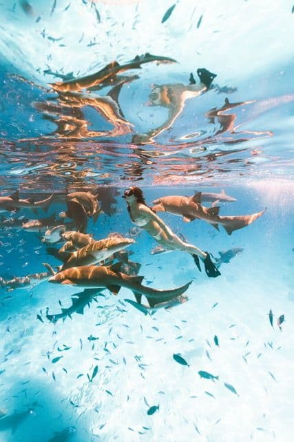 Un subacqueo nuota sott'acqua circondato da squali nutrice e piccoli pesci in acque oceaniche blu cristalline.