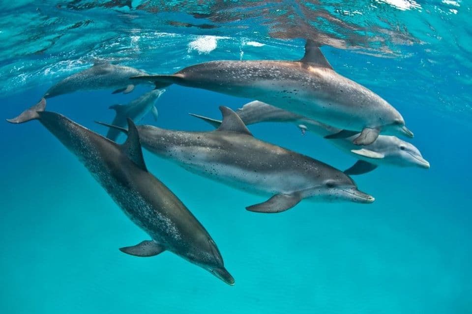 Un gruppo di delfini maculati nuota insieme sott'acqua in un'acqua oceanica turchese e cristallina.