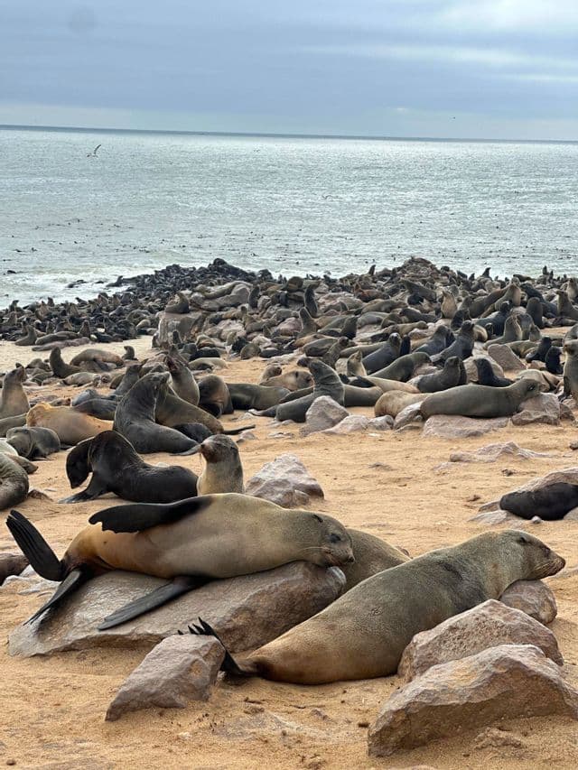 Una grande colonia di foche che riposa sulla sabbia e sulle rocce lungo la costa oceanica in una giornata nuvolosa.
