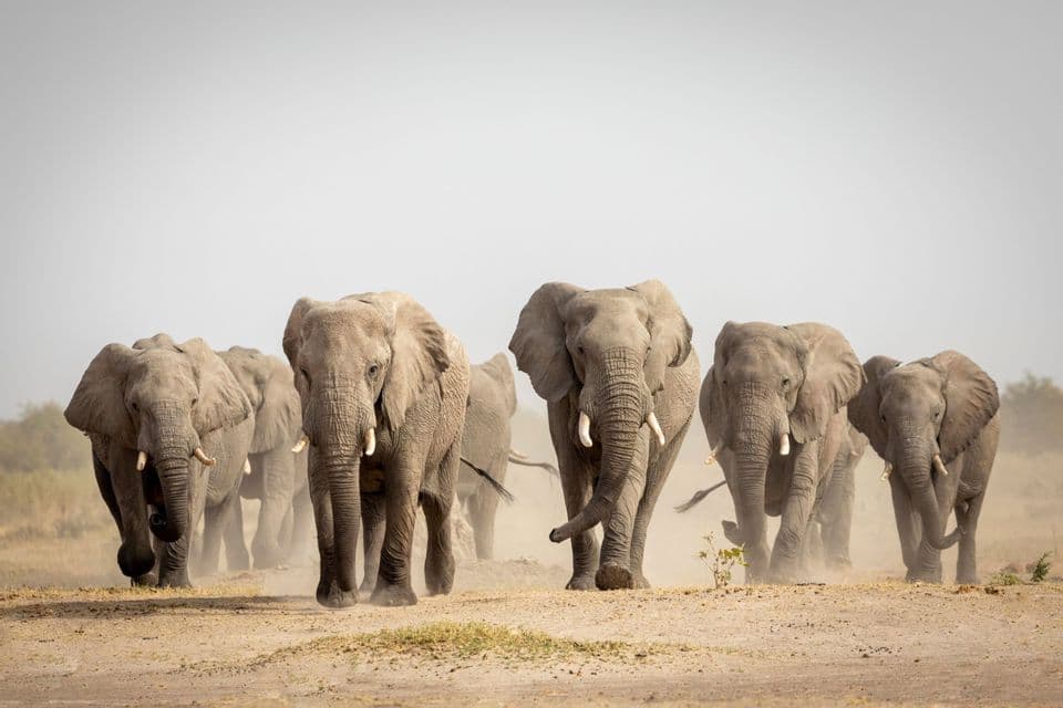 Un branco di elefanti africani che cammina insieme in avanti attraverso un campo arido e polveroso.