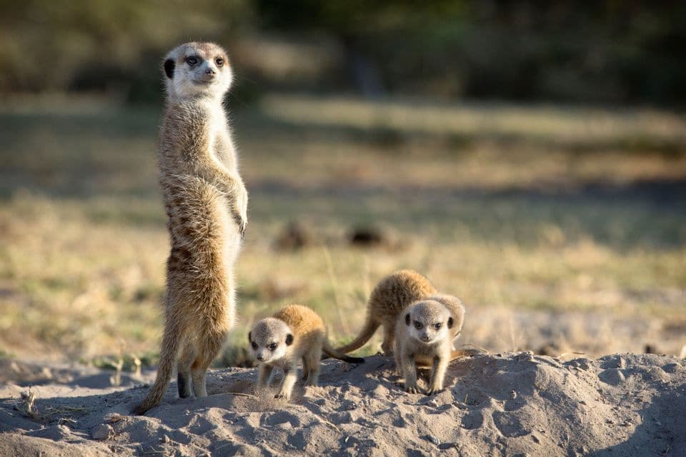 Un suricato adulto in piedi in posizione di allerta accanto a piccoli cuccioli di suricato su terreno sabbioso.