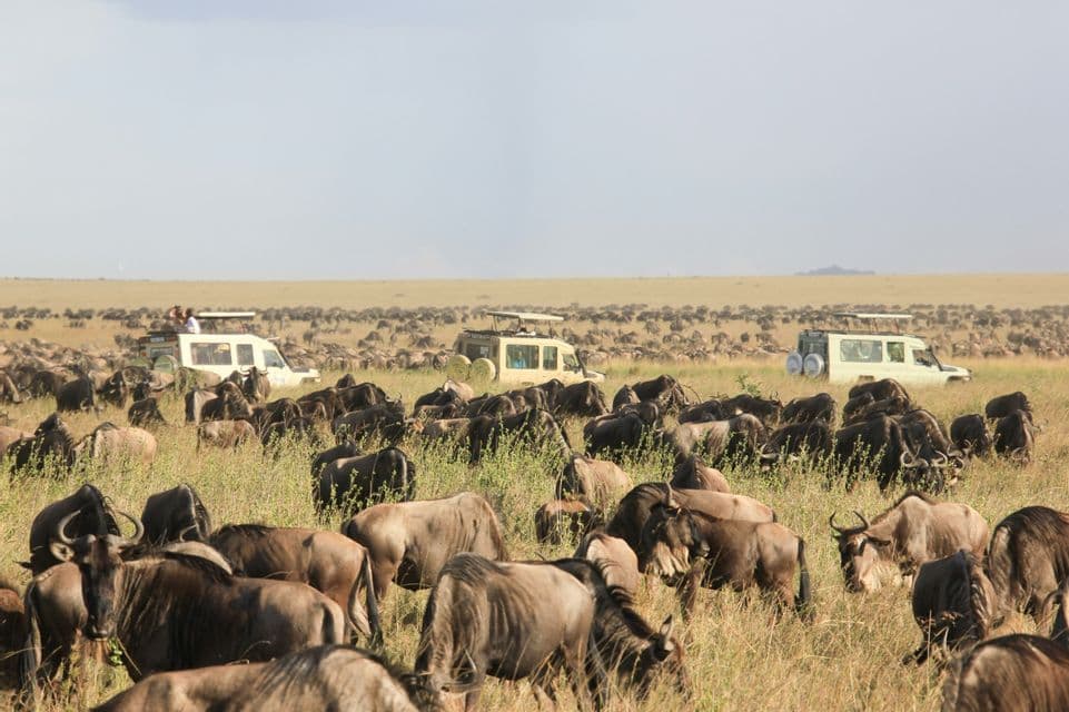 Safari vehicles observing a large herd of wildebeest migrating across an open grassy savanna plain.