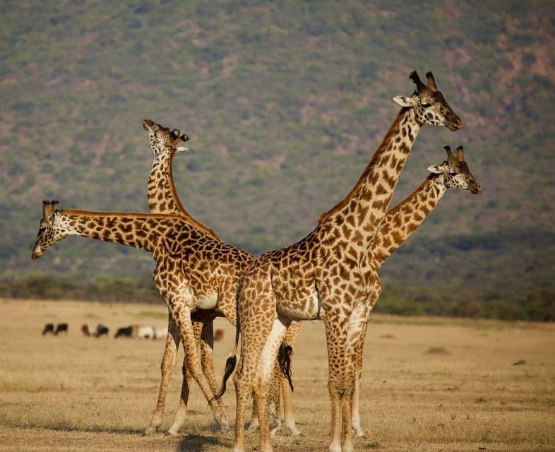 A group of giraffes standing together in an open grassy savanna with a hillside in the background.