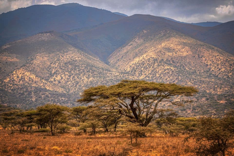 Acacia trees grow across a dry grassy savanna landscape with rolling mountains in the background.