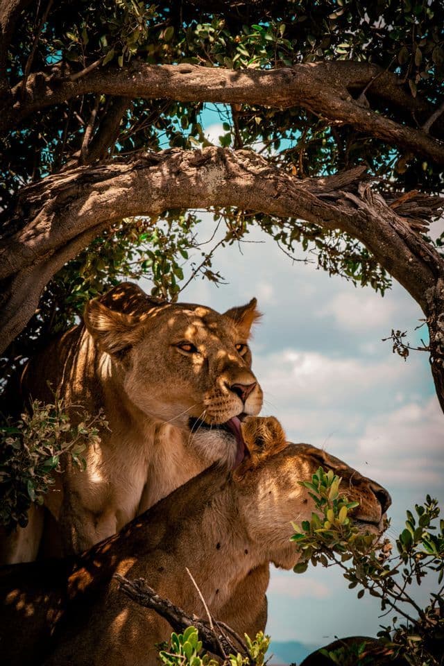 A lioness grooms another lioness while resting among tree branches under a partly cloudy sky.