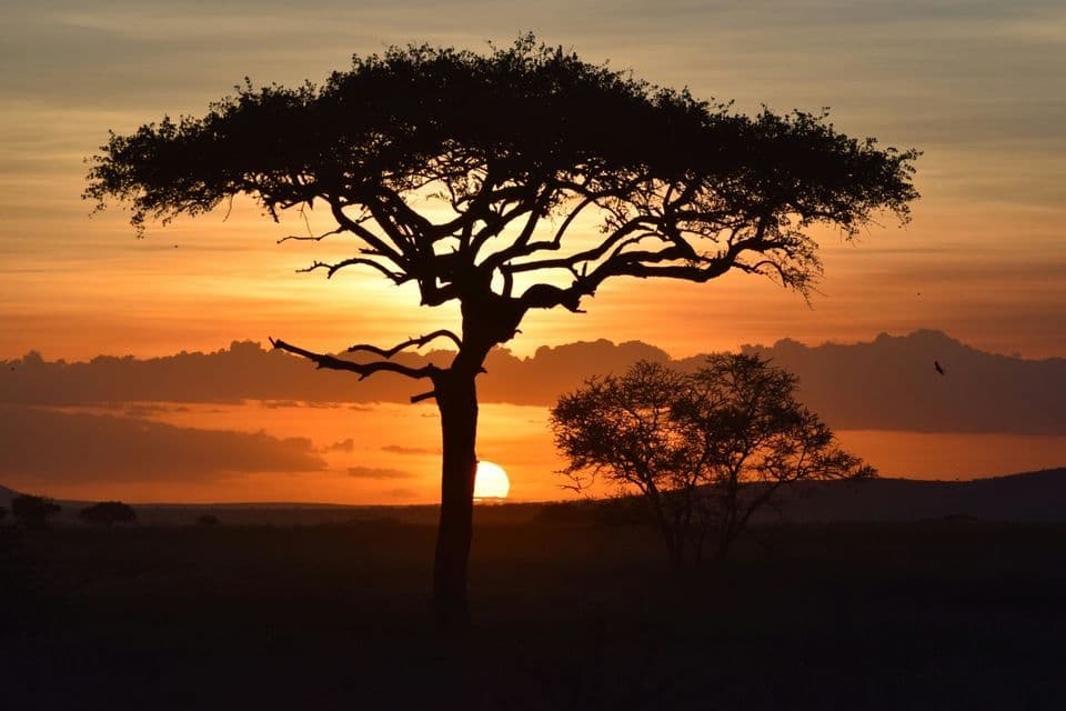 Silhouette of an acacia tree against an orange and yellow sunset on a flat savanna horizon.