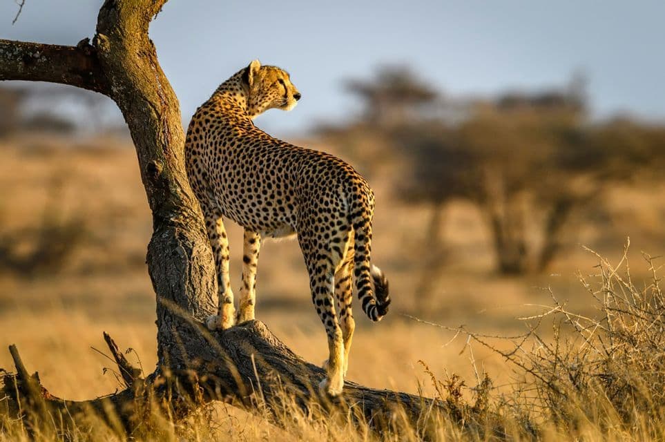 A cheetah stands on a fallen tree trunk, looking across a golden savanna landscape.