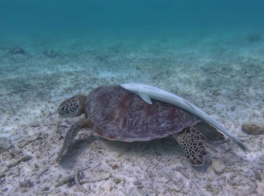 Eine Meeresschildkröte ruht auf einem sandigen Meeresboden unter Wasser, wobei ein Schiffshalter an der Oberseite ihres Panzers befestigt ist.