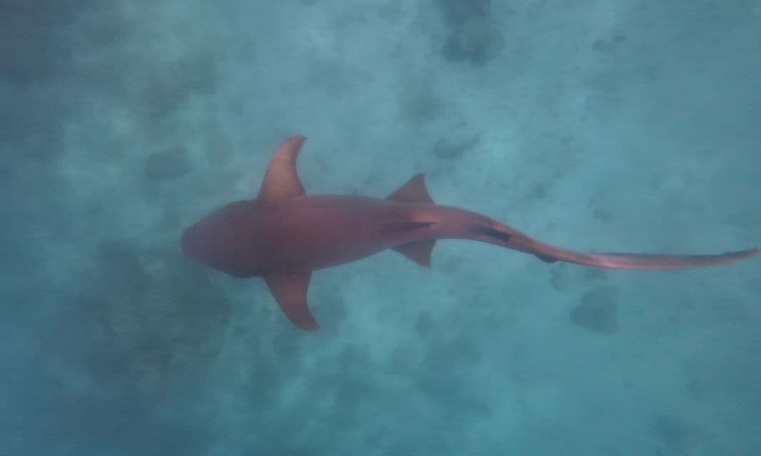 Ein Ammenhai schwimmt im blauen Ozeanwasser, von direkt oben betrachtet.