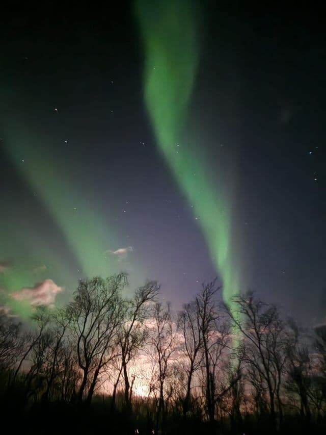 L'aurora boreale brilla verde in un cielo notturno stellato sopra una silhouette di alberi spogli.