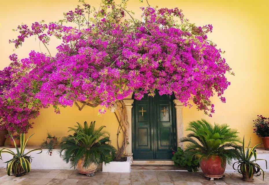 A large magenta bougainvillea plant arches over a dark green wooden door, flanked by potted plants against a yellow wall.