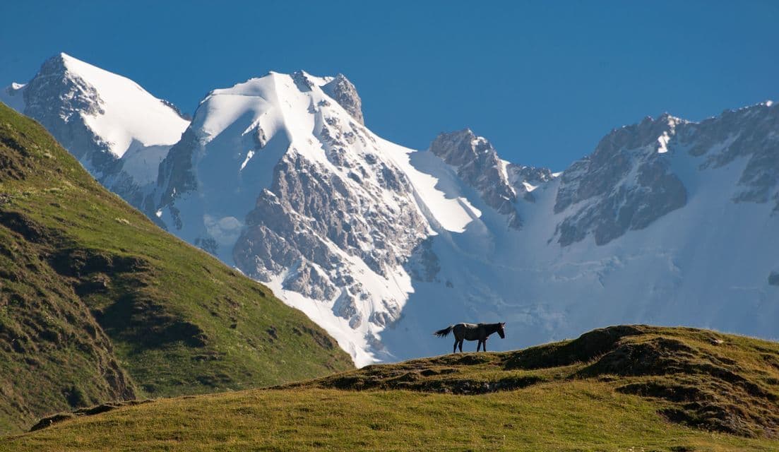 Un caballo de pie en una colina cubierta de hierba frente a masivos picos montañosos cubiertos de nieve bajo un cielo azul despejado.