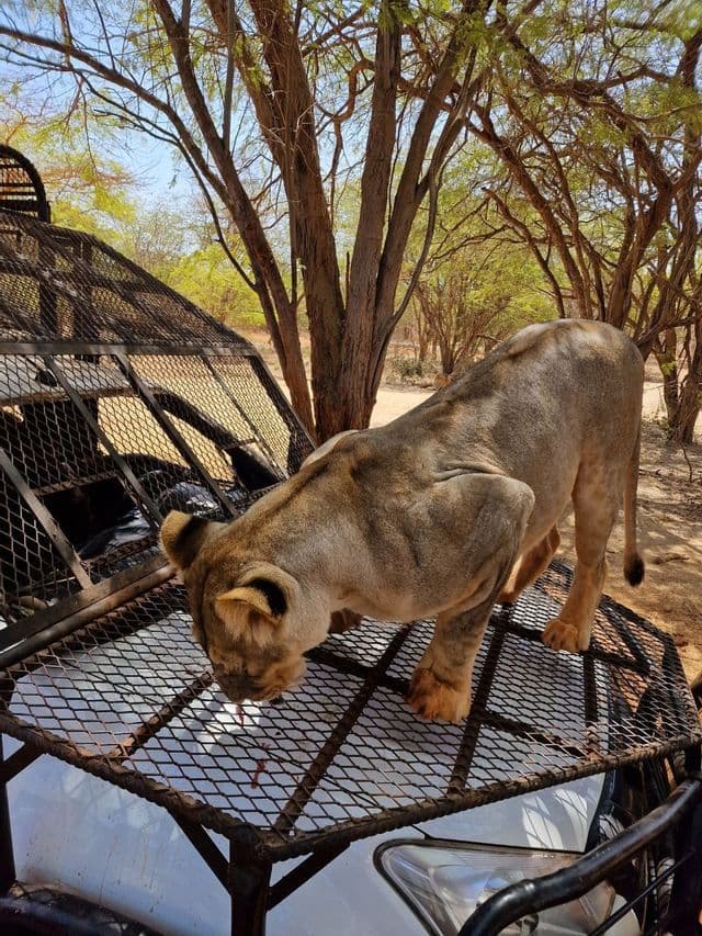 A lioness stands on the protective metal cage of a safari vehicle, licking its surface in a wooded area.