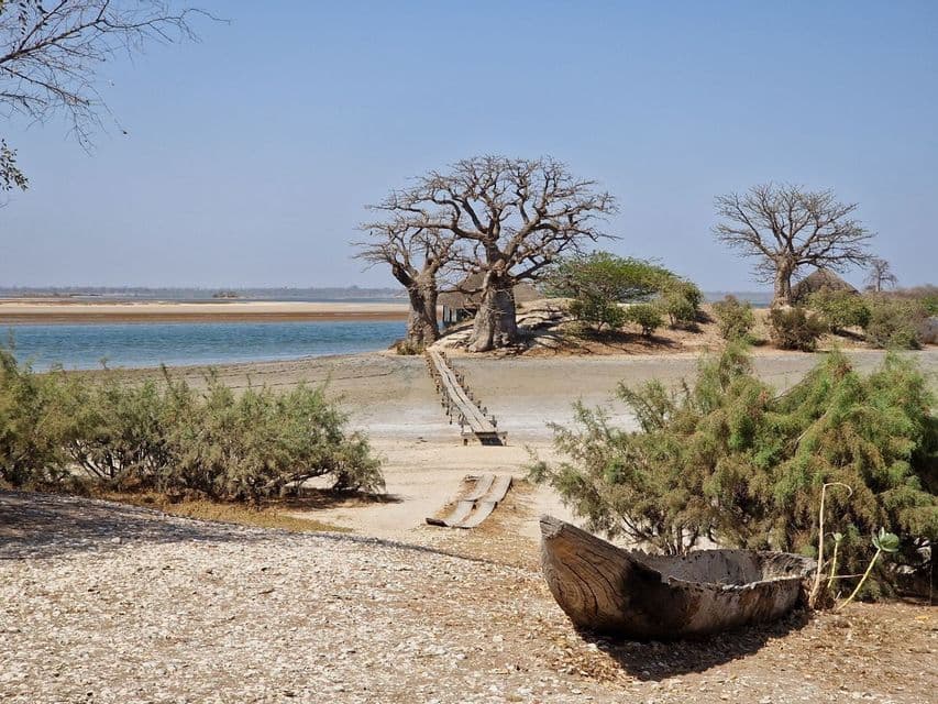 A wooden walkway leads across a sandy shore towards large baobab trees by the water, with a dugout canoe resting in the foreground.