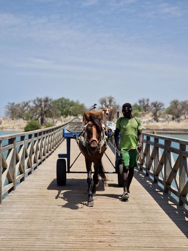 A man in a green shirt leads a horse pulling a blue cart across a wooden bridge over water, while a dog rides on the horse's back.