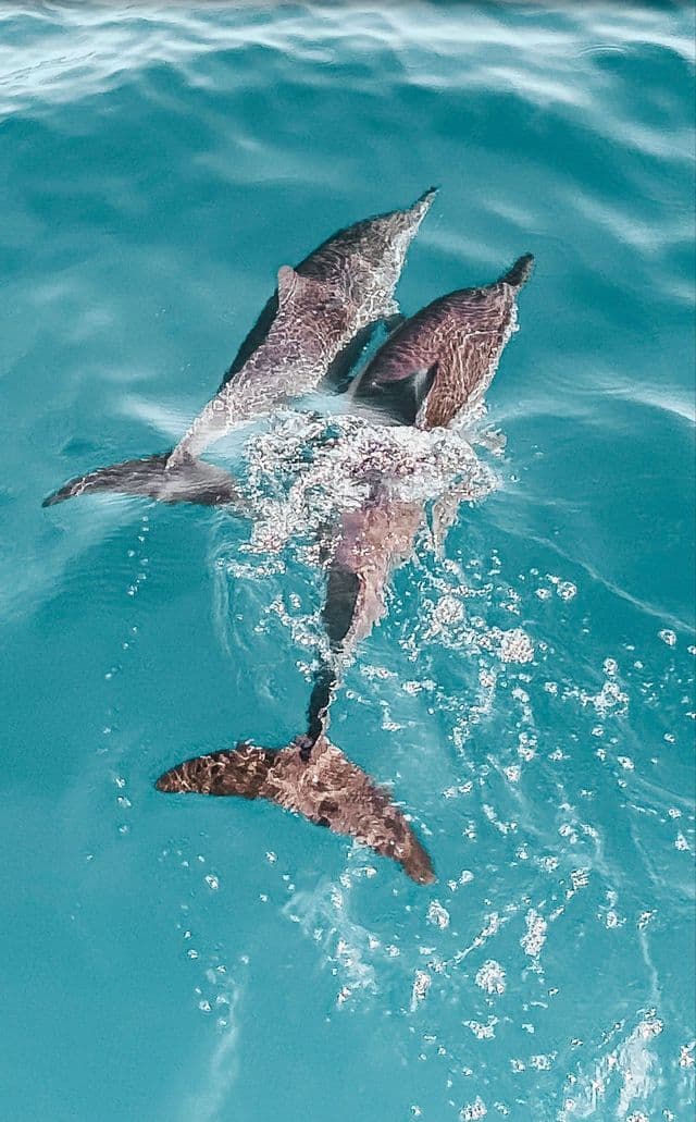 An overhead view of two dolphins swimming together near the surface of clear turquoise water.