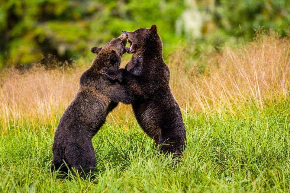 Two brown bears stand on their hind legs and play-fight in a field of tall green grass.
