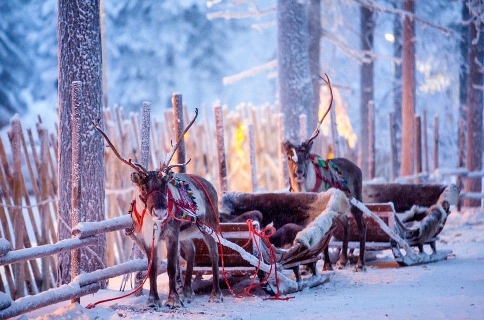Due renne attaccate a slitte di legno stanno ferme in una foresta innevata accanto a un recinto di legno al tramonto.