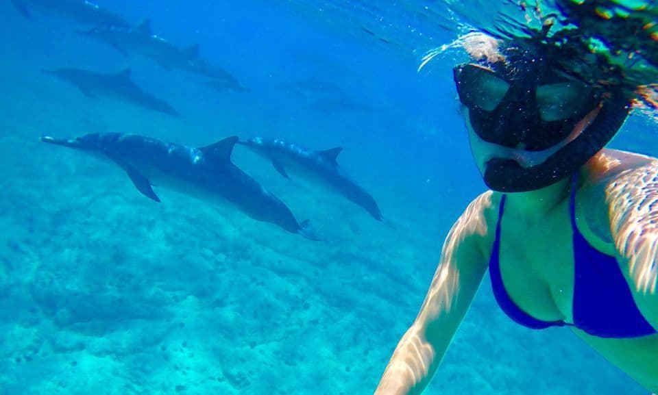Una vista subacquea di una persona con maschera da snorkeling che nuota con un branco di delfini in acqua cristallina.