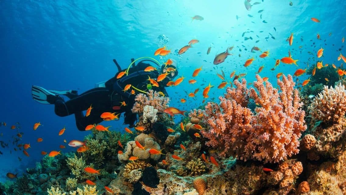 A scuba diver swims near a vibrant coral reef, surrounded by a school of small orange fish.