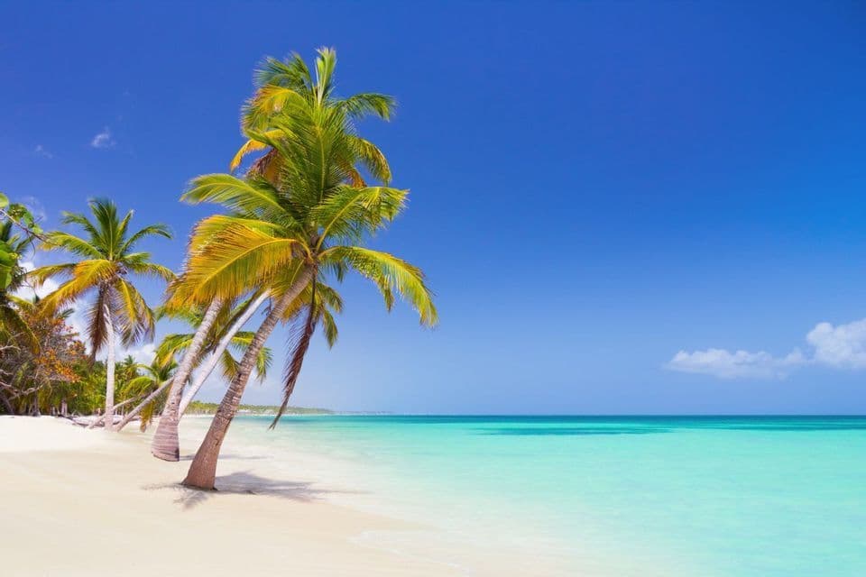 Palm trees with green and yellow fronds lean over a white sand beach next to turquoise ocean water under a clear blue sky.
