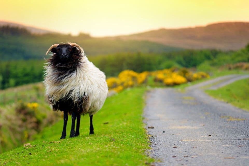 Una pecora dal vello irsuto e dal muso nero con le corna si trova su un ciglio verde accanto a una strada stretta che serpeggia tra le colline al tramonto.