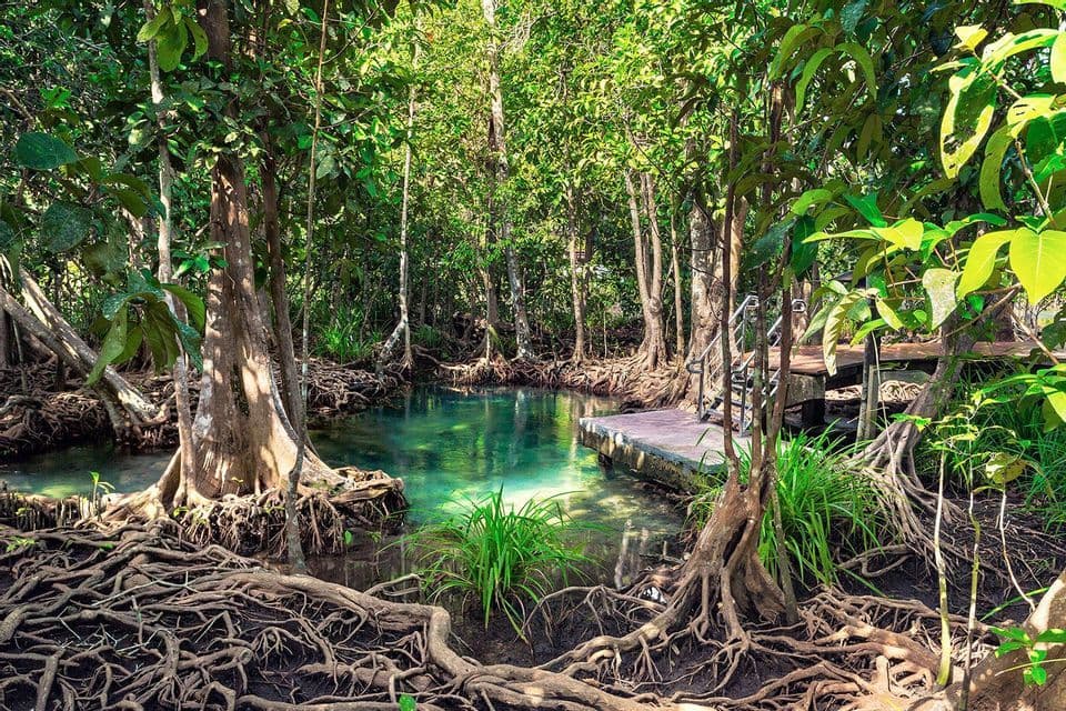 Una chiara pozza d'acqua turchese circondata da alberi di mangrovia con radici esposte in una fitta foresta illuminata dal sole.