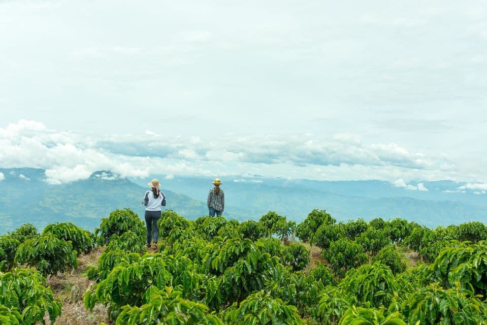 Two people wearing straw hats look out over a coffee plantation towards a mountain range with low clouds.