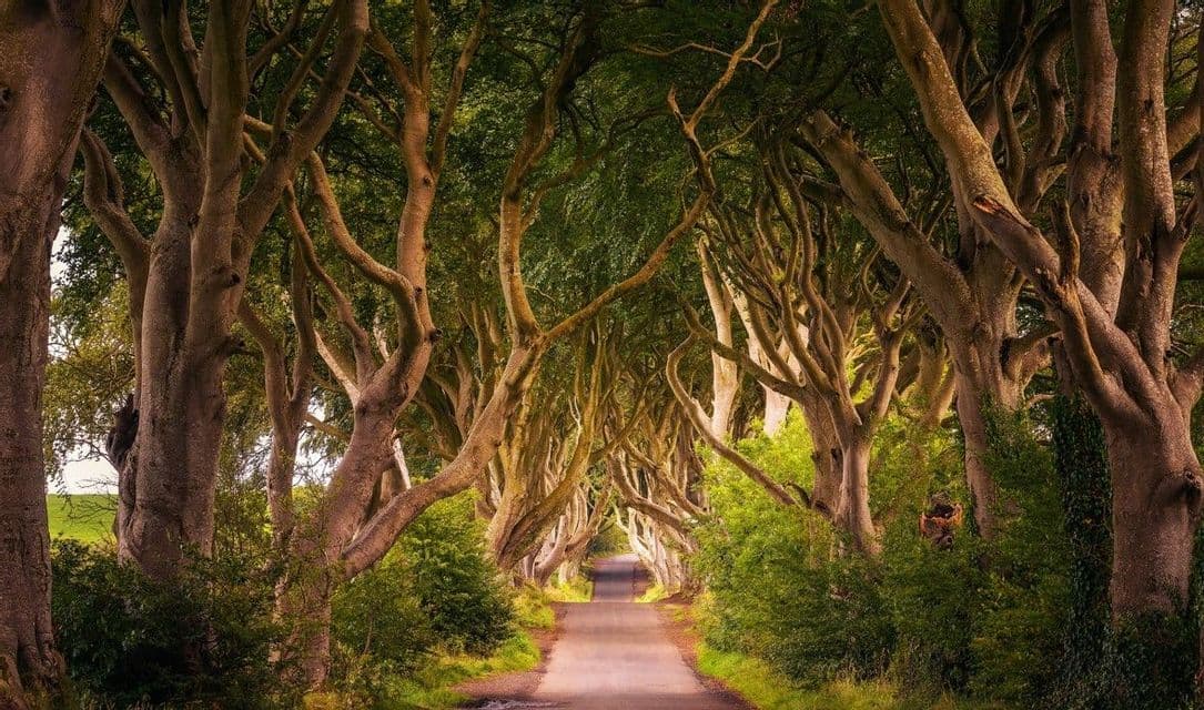Un viale di vecchi faggi con rami intrecciati crea una tettoia naturale su una strada stretta e lastricata.