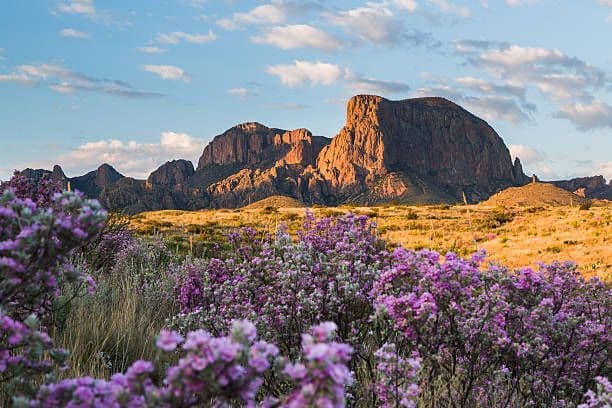 Fiori selvatici viola in primo piano su un campo dorato con montagne illuminate dal sole contro un cielo blu con nuvole.