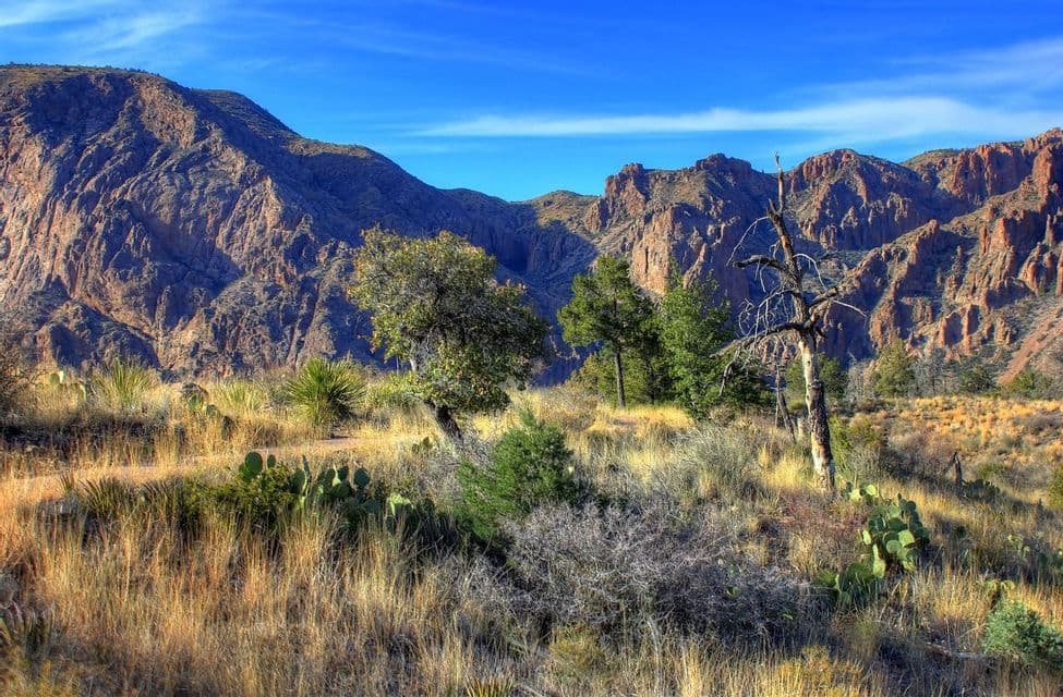 Una valle desertica con erba secca, cactus e alberi sparsi davanti a una aspra catena montuosa sotto un cielo azzurro.
