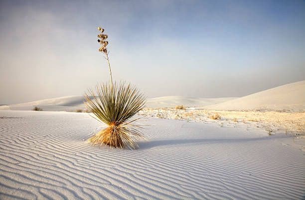 Una yucca solitaria con un alto stelo si erge su dune di sabbia bianca ondulate sotto un cielo velato.