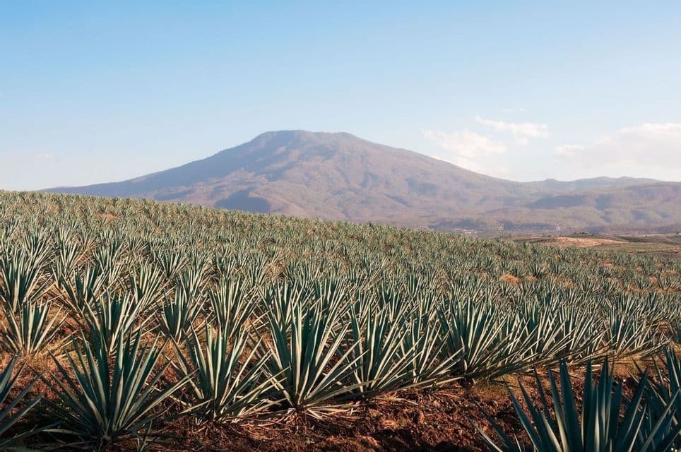 Un campo de plantas de agave azul creciendo en hileras en una ladera con una gran montaña al fondo.