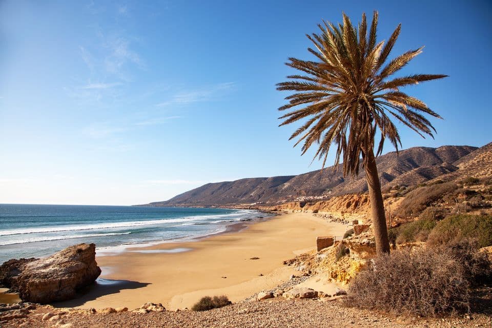 Una palma solitaria si erge su uno sperone roccioso, affacciato su un'ampia spiaggia sabbiosa con onde dell'oceano e colline lontane sotto un cielo azzurro.