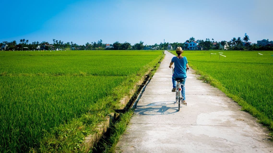 Ein Radfahrer auf einem schmalen Betonweg, der sich durch leuchtend grüne Reisfelder unter klarem blauem Himmel zieht.