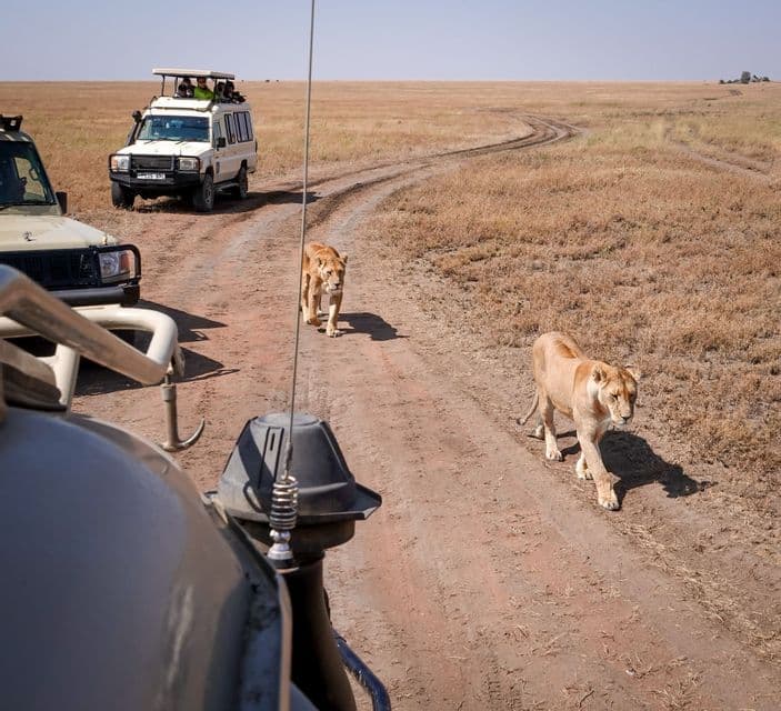 Due leonesse camminano su una strada sterrata tra due jeep da safari durante un viaggio di gruppo WeRoad nella savana.